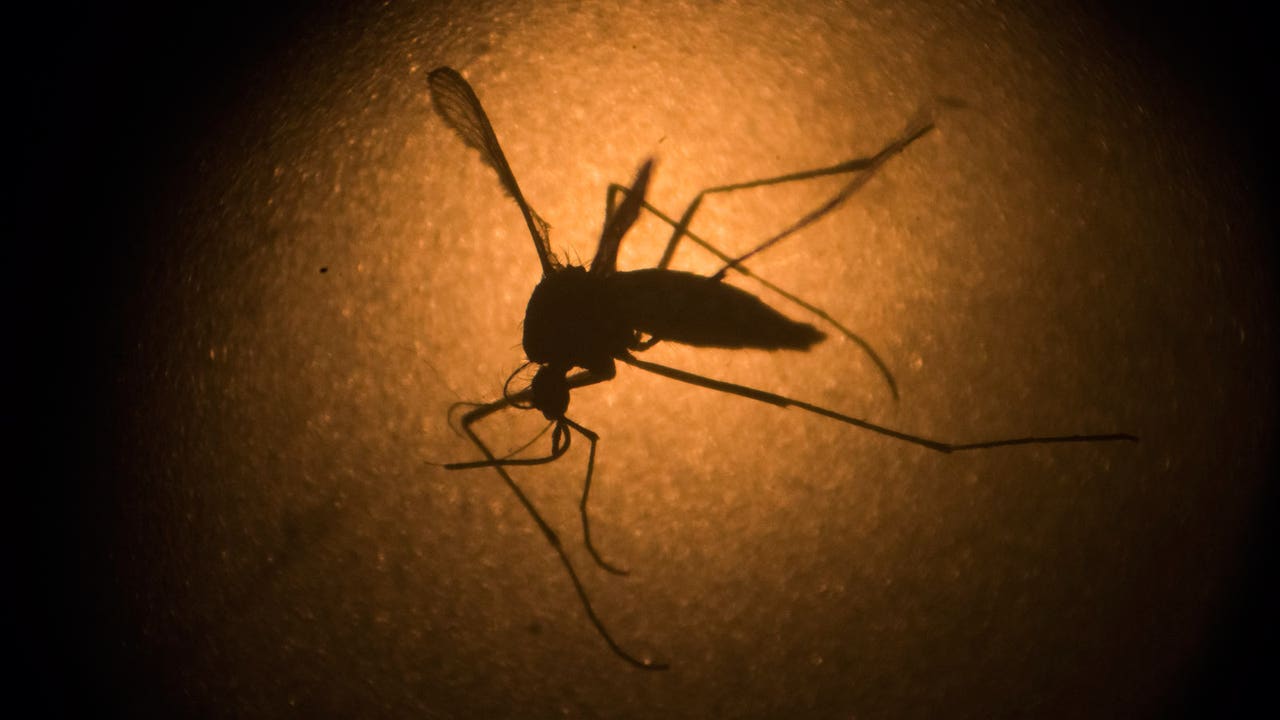IOC sends medical advice on Zika virus; 'confident' Olympics will be safe